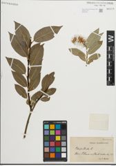 Foto von Salix pentandra L.